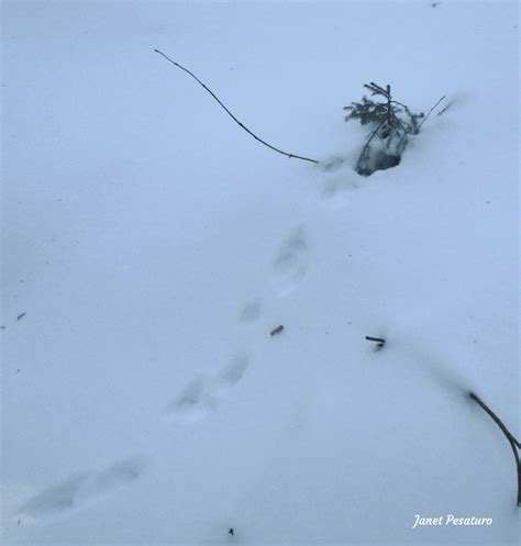 American Marten Tracks and Sign - Winterberry Wildlife