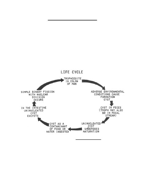 Iodamoeba Butschlii Life Cycle