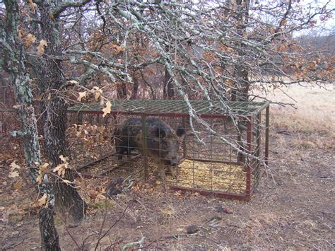 High Quality Custom Feral Hog Traps by "BOSS HAWG", Cross Plains Texas