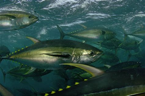 Yellowfin Tuna | Species | WWF