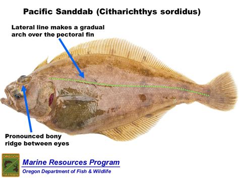 Flounder Fish in Malay - PranavsrArmstrong