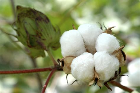 Textile Fibers: Cotton