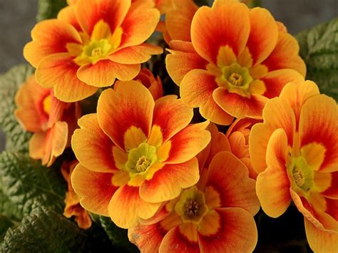 God's beautiful orange flowers - God-The creator Photo (17239764) - Fanpop