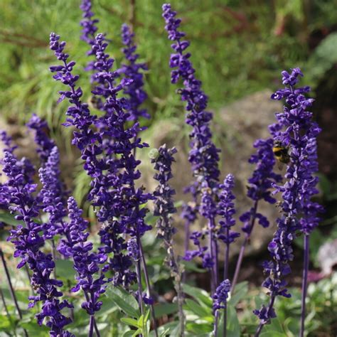 Salvia farinacea 'Victoria Blue', Salvia 'Victoria Blue' in GardenTags ...