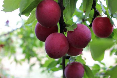 All About Cherry Plums: A Delicious Treat - Minneopa Orchards