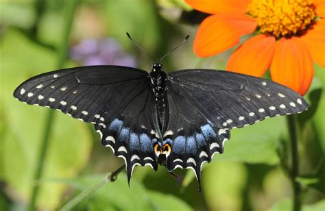 Door to Nature: The Large Moths and Butterflies of Door County - Door ...