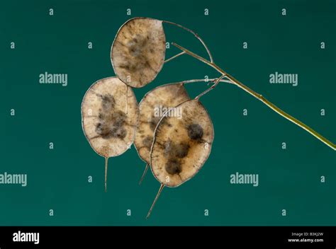 Lunaria seeds seedpods hi-res stock photography and images - Alamy