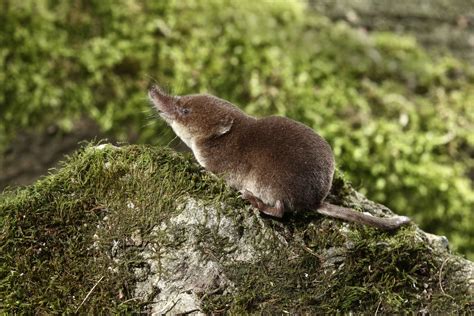 Common Shrew — Small Mammal Group