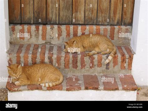 two sleeping cats Stock Photo - Alamy