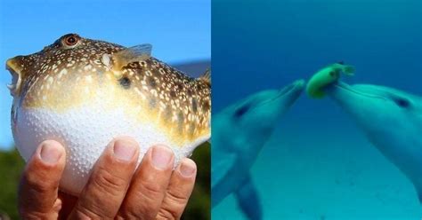 Dolphins Bite On Puffer Fish To Get ‘High’, And Pass It Among Each Other