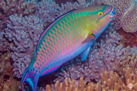 Tricolor Parrotfish Facts and Photographs | Parrotfish Habitat | Seaunseen