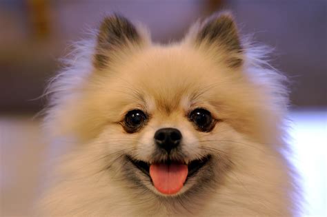 Cute Dogs: Pomeranian dog