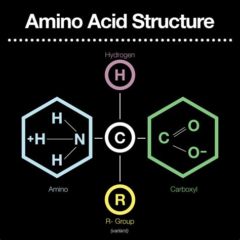 N Amino Acid