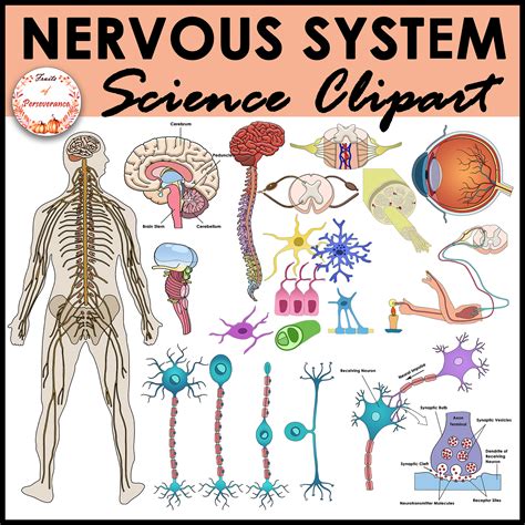 Nervous System Anatomy Clipart | Nerves Neurons and Reflex Clip Art ...