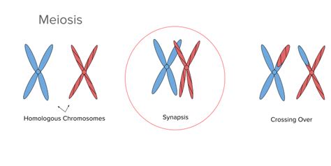 Meiosis - Function, Phases and Examples - Biology Online Dictionary