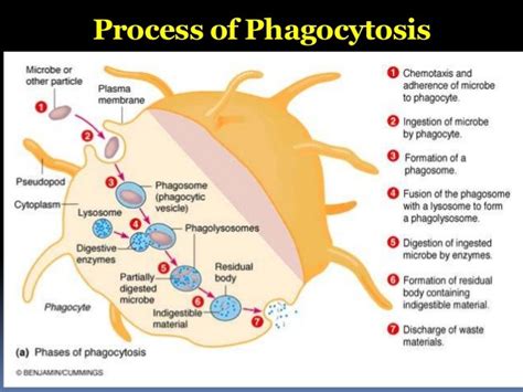 The process of Phagocytosis Diagram | Quizlet