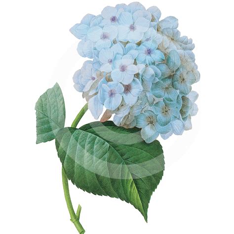 Blue Hydrangea, Hydrangea Clipart, Hydrangea Clip Art, Hydrangea ...