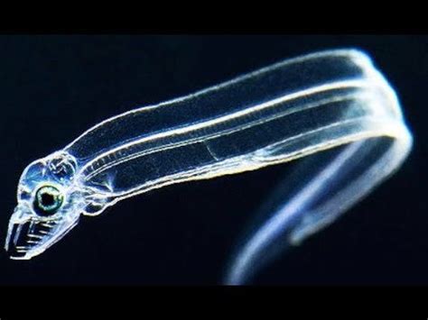 Glass Eels, the Headless Chicken Monster & More: See-Through Deep Ocean ...