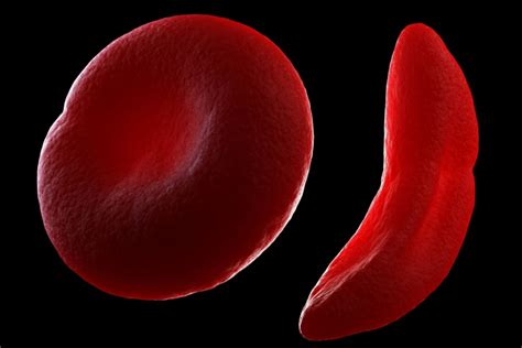 Red Blood Cells: Function and Structure