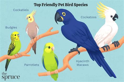 20 Popular Species - What is the Best Bird to Have as A Pet? - BirdBaron