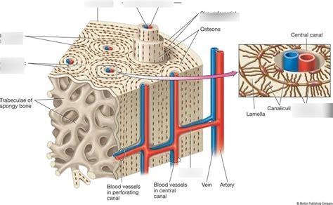 osteon 2 Diagram | Quizlet