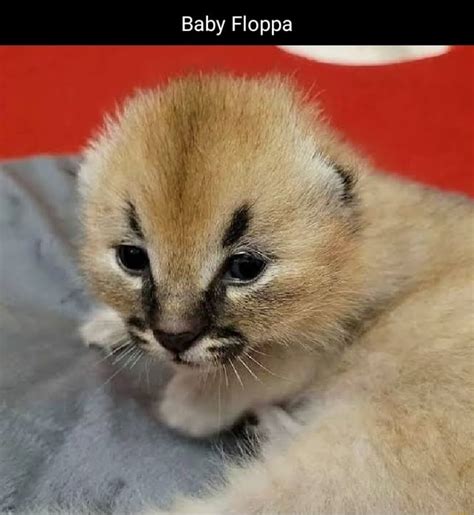 Baby Floppa - iFunny Brazil