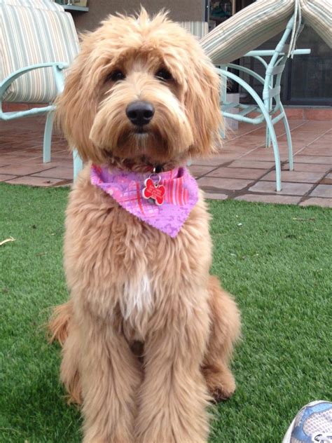 GROOMING NEEDS OF THE AUSTRALIAN LABRADOODLE | BBird's GroomBlog ...