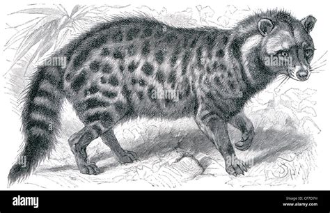 Shows the Malabar Large-spotted Civet (Viverra civettina Stock Photo ...