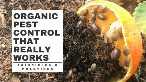 Organic PEST CONTROL that really WORKS - YouTube