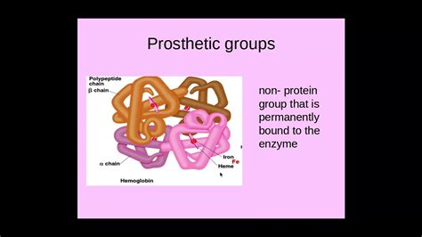 2.1.4 Enzymes e) The need for coenzymes, cofactors and prosthetic ...