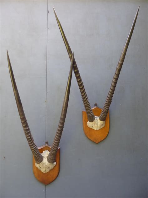 Pair Of Taxidermy Oryx Horns in Natural History & Curiosities