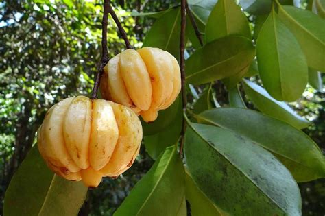 Everything You Need To Know About The Garcinia Cambogia Fruit ...