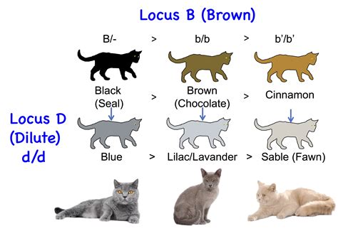 Cat Genetics 2.0: Colours | Laboratoire de génétique vétérinaire