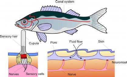 How Fish Smaller Than Your Thumb Are Cooling Earth Down – haevyre