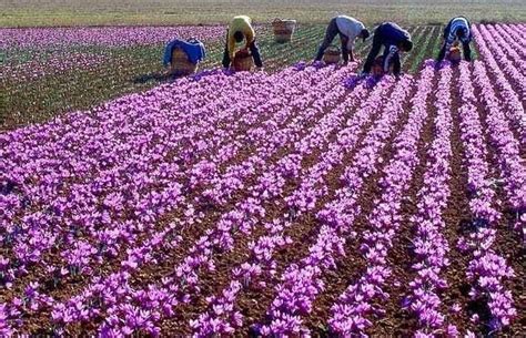 Blooms of gold: Pampore’s Saffron fields emerge as a tourist delight ...