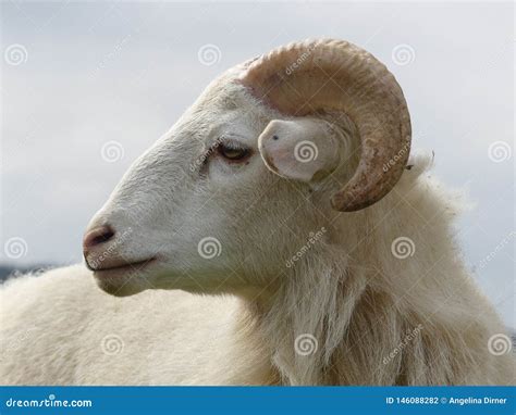 Kamerun sheep white ram stock photo. Image of horn, farmlife - 146088282