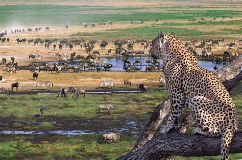 Safari To Serengeti National Park | Eden tours and travel