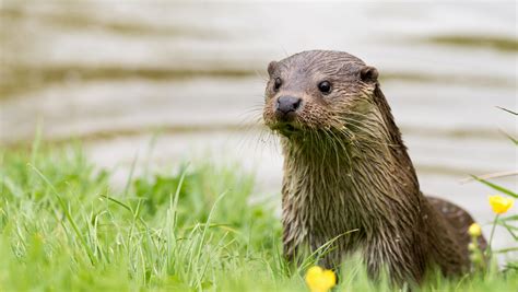 Wild Wetlands: Mammals | Tame Valley Wetlands