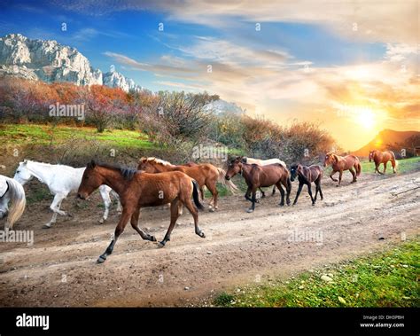 Wild horses running sunset hi-res stock photography and images - Alamy