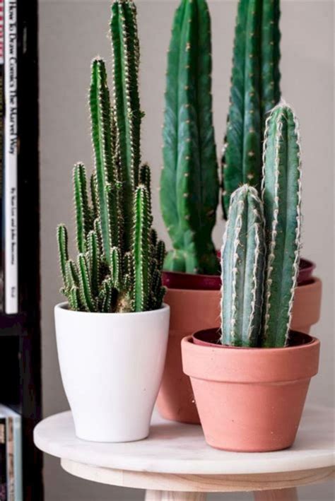 23 Gorgeous Indoor Cactus Plants Ideas to Beautify Your Home – DECOREDO ...