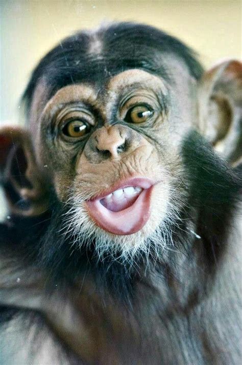 Baby Chimp | Monkey pictures, Monkeys funny, Baby chimpanzee