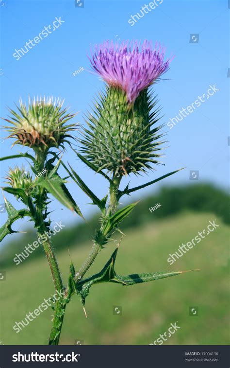 Thistle, Symbol Of Scotland. Close Up Stock Photo 17004136 : Shutterstock