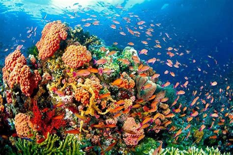 New management rules issued for marine protected areas - BusinessWorld ...