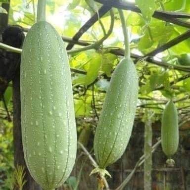 HEALTH BENEFITS OF LUFFA CYLINDRICA - ThingsCouplesDo