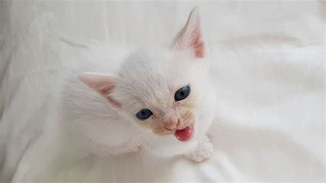 Do kittens lose their teeth? | PetsRadar