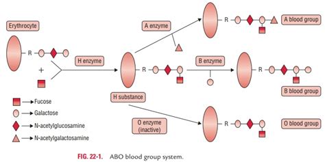 ABO Blood Group System and Antigens