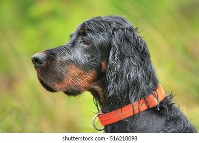 Attentive Gordon Setter Hunting Stock Photo 516218098 | Shutterstock