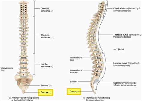 Coccyx bone anatomy, tailbone pain, fractured tailbone & treatment