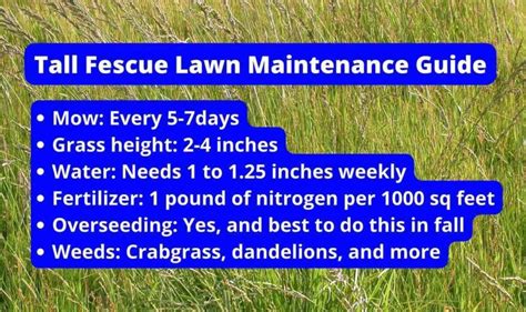 Tall Fescue Lawn Maintenance Guide