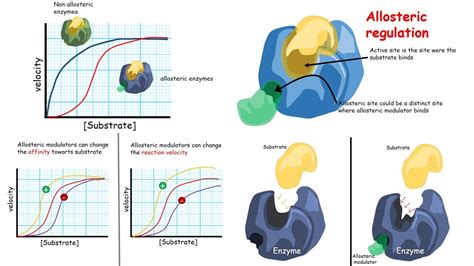 Enzyme Active Site Allosteric Site